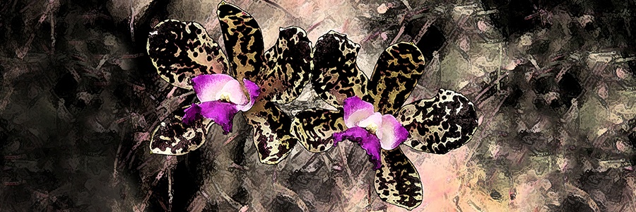 Orchid Images