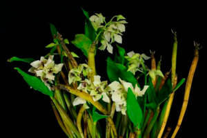 Latouria Dendrobiums