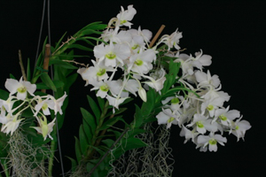 Formosae Dendrobium