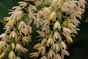 Dendrocoryne Dendrobiums