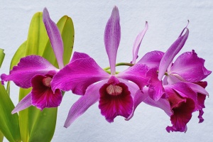 Orchids Brought to the Show Table