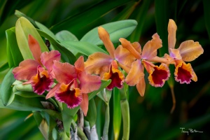 Photo of the Month from the Show Table