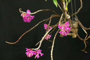 Pedilonium Dendrobiums