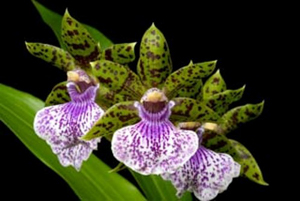 Zygopetalums