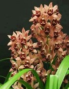 Cymbidium Growing Tips by Harry McElroy