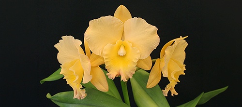 Show Table and Orchid Photographs