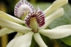 Eric Hunt Orchid Species Photographs