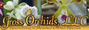 Gross Orchids