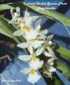 Jay Pfahl Orchid Species Encyclopedia