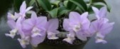 Keith Davis Orchids