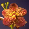 August in Your Orchid Collection