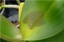 Erwinia, Soft Rot on Phalaenopsis Orchid