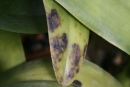 Pseudomonas - Bacterial Brown Spot on Cattleya Orchid
