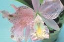 Botrytis on Cattleya Orchid Flower - photo courtesy of the American Orchid Society