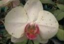 Botrytis on Phalaenopsis Orchid Flower - photo courtesy of Lopez and Wang