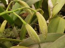 Whiteflies on Orchid Buds - photo courtesy of the American Orchid Society
