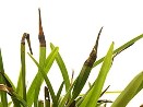 Salt Toxicity on Orchid Leaf - photo courtesy of the American Orchid Society