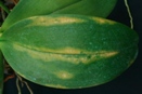 Microfungus? - Elongated Streak on Phalaenopsis Orchid