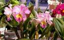 Viruses Cattleya Orchid - photo courtesy of the American Orchid Society