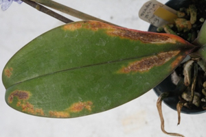 Fusarium Wilt - Phalaenopsis