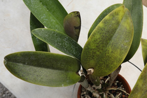 Pseudocercospora on Lower Surface of Cattleya Leaf