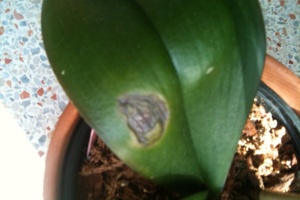 Images of Bacterial Brown Spot on Orchids