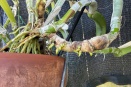 Time to Repot