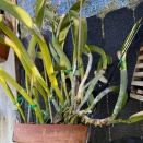Time to Repot
