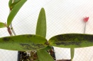 Black Spotting on Bifoliate