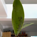 Black Spotting on Bifoliate