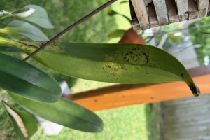 Splotchy Spotting on Cattleya Leaves