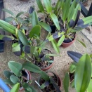 Blackening on Cattleyas