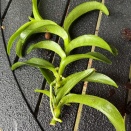 Epi. Stem Broke in the Wind