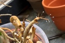 What's on this Root?