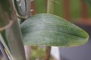 Lime Deposit on Orchid Leaf