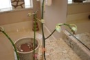 Bud Drop on Phalaenopsis Orchid