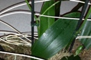 White Fuzz on Phalaenopsis Orchid