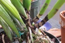 Black Sheaths at Base of Cattleya Pseudobulb