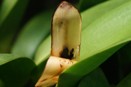 Open Sheath to Prevent Condensation from Rotting Bud