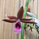 Nun's Orchid