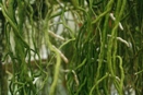 Algae on Vanda Roots