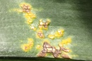 Fusarium in Phalaenopsis