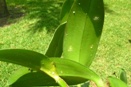 Scale on Orchids