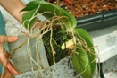 Why  You Repot Orchids