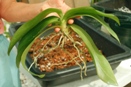 Why  You Repot Orchids