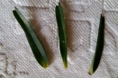 Angraecum Leaves Come Off at Base