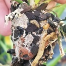 White Filamentous Growth on Bark