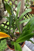 Leaf on Catasetum (?) Yellowing