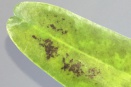 Brown/Black Splotches on Leaf