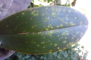 Edema on Phal Leaf